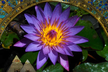 Seshen (Blue Lotus Tincture)