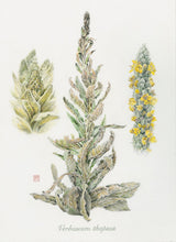 Mullein Leaf Tincture