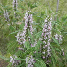 Motherwort Tincture